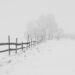 Sneeuw